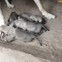 توله ماده سرابی