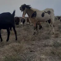 تکه|حیوانات مزرعه|انبارآلوم, |دیوار