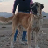 سگ ماده خراسانی