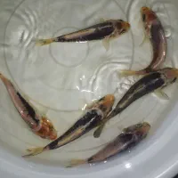 ماهی کوی|ماهی|اصفهان, برازنده|دیوار