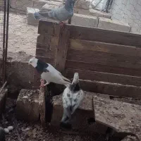 فروش چند عدد کبوتر طوقی و پلاکی و غوره ای