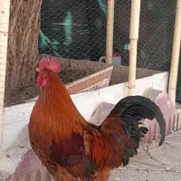 خروس محلی
