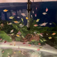 ماهی کالررنگی