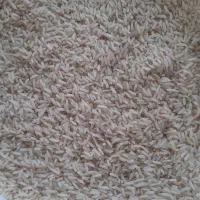 20 کیلو برنج هاشمی سورتینگ شده
