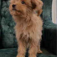 توله سگ عروسکی سایز ریز