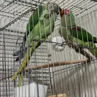 شاه طوطی مولد مست مست