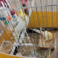 طوطی عروس مولد