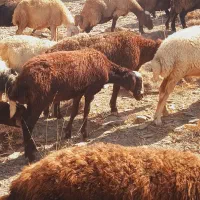 ۴ عدد بره ۲تا نره ۲تا ماده سبک پایه پروار
