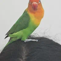 فروش طوطی برزیلی|پرنده|تهران, زرکش|دیوار