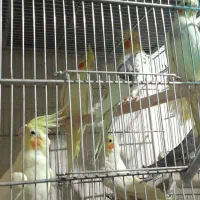 کفتر و عروس هلندی مرغ عشق طوطی برزیلی|پرنده|مشکین‌دشت, |دیوار