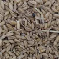 گندم دیمه|خدمات باغبانی و درختکاری|تربت جام, شهرک معلم|دیوار