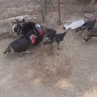 بوقلمون نر و ماده|حیوانات مزرعه|شوشتر, |دیوار