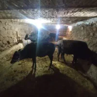 گوساله درجه یک