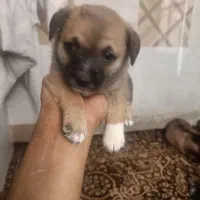 توله اشپیتز تریر ...