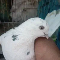 دوتانرخال سبز