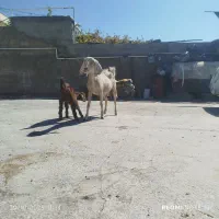 سالار بز دورگ|حیوانات مزرعه|مرودشت, تخت جمشید|دیوار