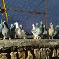 کبوتر پروندنی|پرنده|ششده و قره بلاغ, |دیوار