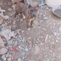 سگ پیتول دهن پاک علت فروش به خاطر مهاجرت