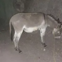 فروش الاغ