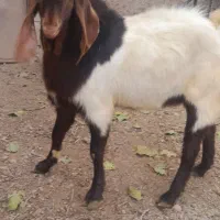 نر بز یک سال