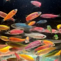 ماهی زینتی|ماهی|سبزوار, پیام|دیوار