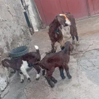 میش دو راس تی بز با سه بزغاله نر