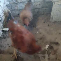 خروس|حیوانات مزرعه|نیشابور, رحمت آباد|دیوار