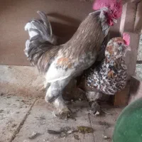 تخم مرغ یوسل بلژیکی