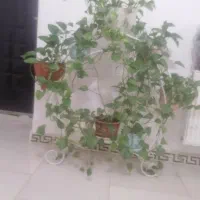 استند گل و8 گلدان پتوس