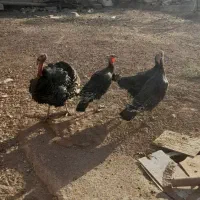 چهارتابوغلمون یک ساله