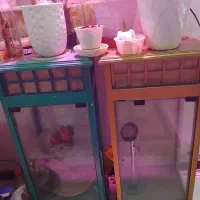 دکوری سه عدد|بوفه، ویترین، کنسول|اهواز, سپیدار|دیوار