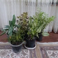 گلهای طبیعی