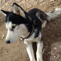 سگ هاسکی نر