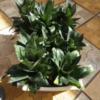 گل طبیعی|گل و گیاه طبیعی|نیشابور, دارایی|دیوار