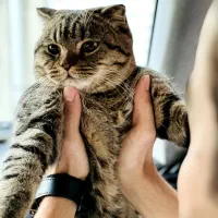 گربه اسکاتیش فولد