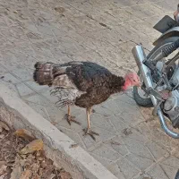 بو قلمون 2 تا نر و 1 عدد ماده جوانه|حیوانات مزرعه|قوچان, |دیوار