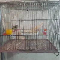 قناری ماده جفتی سهره کار داده