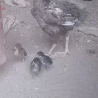 مرغ وخروس لاری