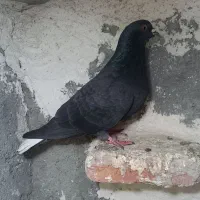 طولی