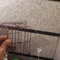تله قفسی سهره کبوتر