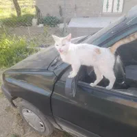 CATگربه اهلی