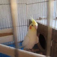 عروس هلندی|پرنده|هریس, |دیوار