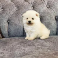 پامرانین سایز ریزتضمینی|سگ|کرج, گوهردشت|دیوار