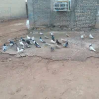 شوش عبدالخان سده شاوور اهودشت|پرنده|کرخه, |دیوار