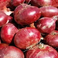 پیاز بومی درجه یک