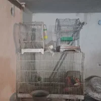 قفس پرندگان|لوازم جانبی حیوانات|اردبیل, |دیوار