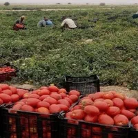 اجاره 10 هکتار زمین کشاورزی با آب شیرین