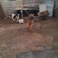 سگ نگهبان|سگ|زالیان, |دیوار