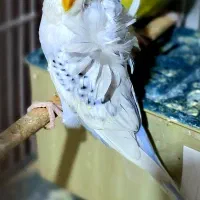 مرغ عشق انگلیسی وپروانه ای دوگل مولد
