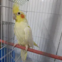 عروس هلندی